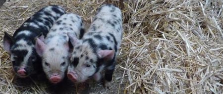Kunekune Piglets @ Fishers Mobile Farm